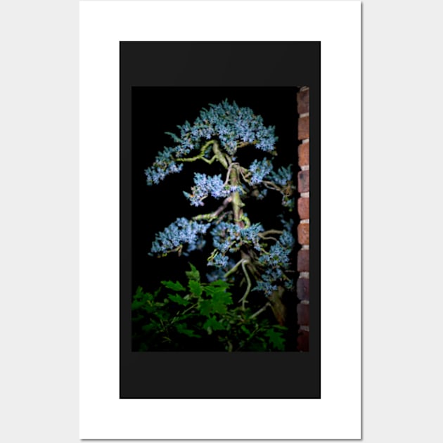 Bonsai Juniperus Meyeri At Night Wall Art by heidiannemorris